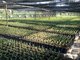沉香树 -- 沉香树树苗 -- 亚洲种植园资本公司下属斯里兰卡苗圃中的可持续沉香木来源