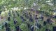 Aquilaria tree saplings growing in an Asia Plantation Capital nursery