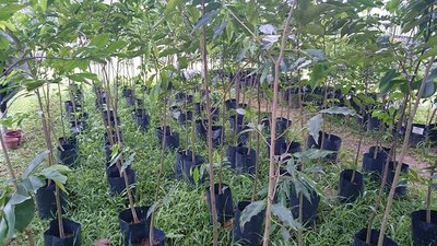 Aquilaria tree saplings growing in an Asia Plantation Capital nursery