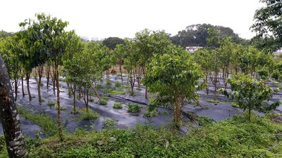 Aquilaria trees growing in one of Asia Plantation Capital's sustainably managed plantations