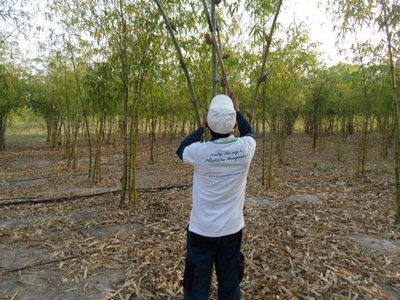 亚洲种植园资本公司的工作人员悉心照料竹丛