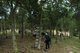 亚洲种植园资本公司的员工正在用有机技术对马来西亚高度濒危的沉香树进行接种