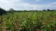 非洲种植园资本公司的竹园位于主要作物带，靠近肯尼亚蒙巴萨岛的重要港口。