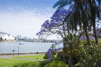 蓝花楹 - 悉尼皇家植物园