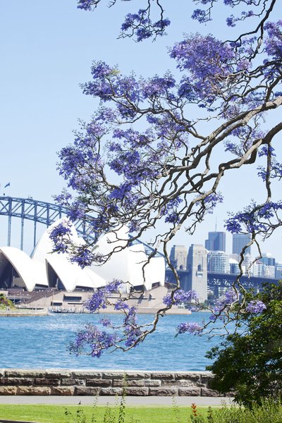蓝花楹 - 悉尼皇家植物园 - 悉尼歌剧院