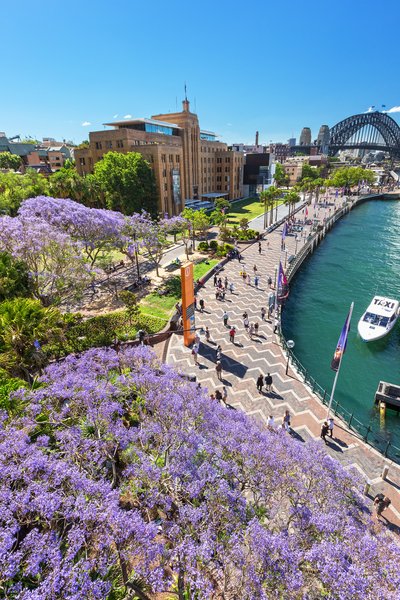 Jacarandas in bloom, Circular Quay, Sydney - Mandatory credit Destination NSW