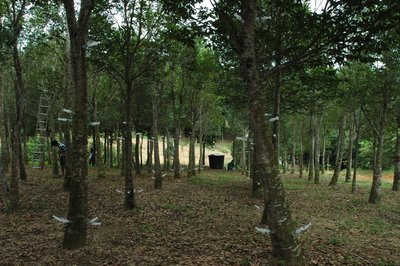 亞洲種植園資本公司種植園裡的沉香樹在接種