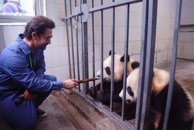 寶萊塢國寶級影星阿米爾-汗在四川與大熊貓親密互動