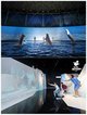 上海长风海洋世界“鲸奇视界”和“熊宝天降”