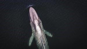 英特尔人工智能技术帮助分析鲸鱼的健康状况与周围的海洋环境