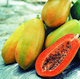 “红妃”木瓜育种具有高抗病、丰产及耐贮运的特性。