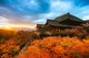 京都秋季枫叶美景
