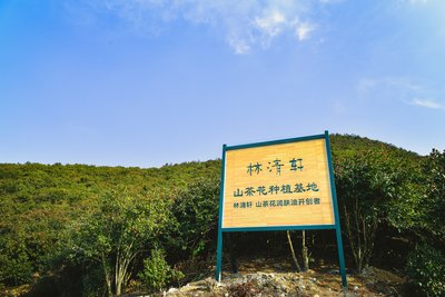 林清轩山茶花种植基地