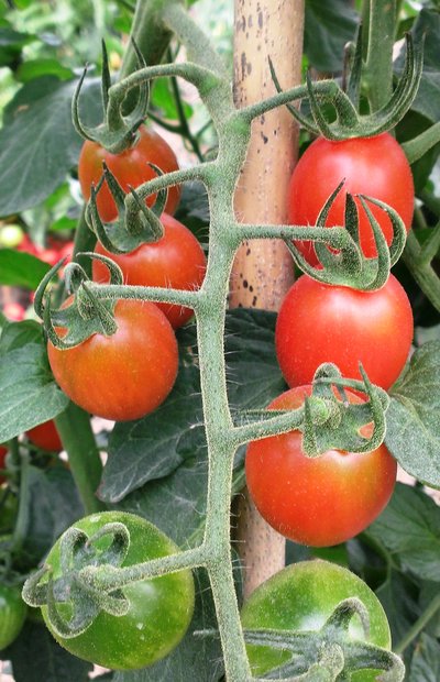 Sing Flow Seed - Cherry tomato: indeterminate, disease resistant, about 11 fruits per cluster