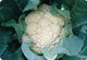 Ching Long Seed - New-583 F1 hybrid cauliflower: can be grown in different climates and areas, disease resistance, no GMO (Genetically modified organism)