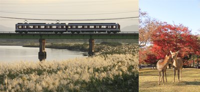 乘坐近畿日本鐵道體驗日本深秋風光和奈良公園的神鹿