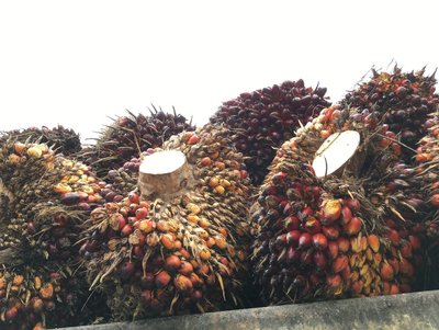 Harvesting Palm Oil
