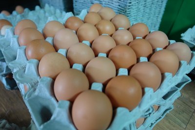 Salmonella-free Korean eggs