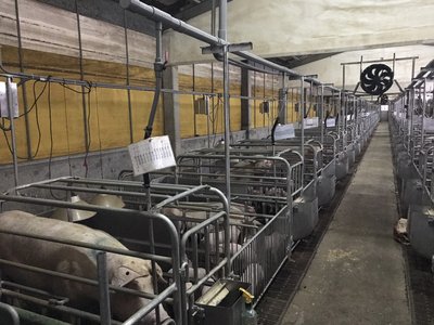 振偉畜牧設備實績 -- 屏東麟洛牧場分娩舍產床設備工程。