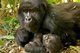 在维龙加国家公园里生活的山地大猩猩（摄影：张爽）
