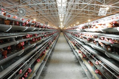 韩国鸡类产品将登上越南和香港餐桌