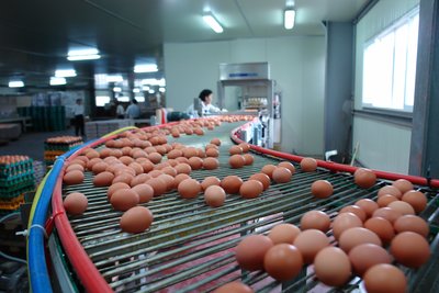 韩国鸡恢复出口到香港和越南