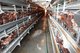 Korean chicken resumes export to Hong Kong and Vietnam