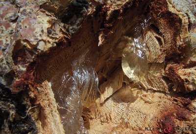卡拉亚树胶从树中渗透出来-卡拉亚树胶是天然植物成分，人工采集自野生苹婆树