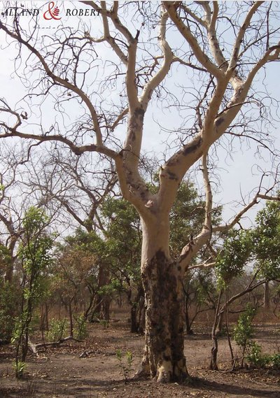 苹婆树-苹婆树生长在干燥与多石地区，主要位于非洲（尤其在塞内加尔和马里）和印度的特定地区