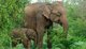 世界动物保护协会：保护大象还需补齐“短板”