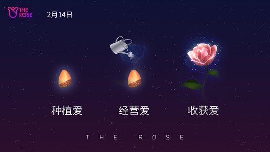 The Rose培育过程图解