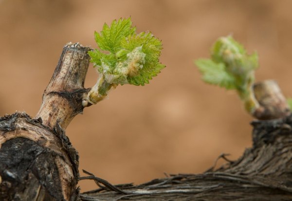 RiberaRueda growing together in China