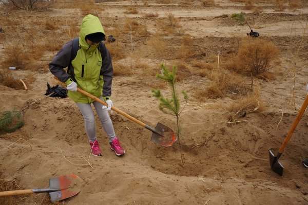 养乐多志愿者正在播种樟子松树苗