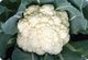 Ching Long Seed’s Cauliflower Seeds H-37 features the highest heat-tolerance and extra-early variety 37-day maturity after transplanting.