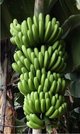 香蕉研究所开发的丰产大北蕉果串。