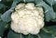 Ching Long Seed’s Cauliflower Seeds H-37 features the most tolerant to heat and extra early variety 37-day maturity after transplanting.