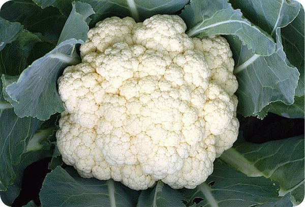 Ching Long Seed’s Cauliflower Seeds H-37 features the most tolerant to heat and extra early variety 37-day maturity after transplanting.