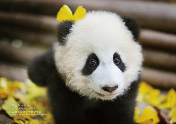 Sichuan Airlines’ Adopted Panda Baby, named 