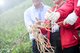 Infinitus Tracing Source Trip 2018 tours planting base of morinda officinalis