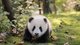 爱彼迎于成都大熊猫繁育研究基地认养大熊猫“爱妞儿”