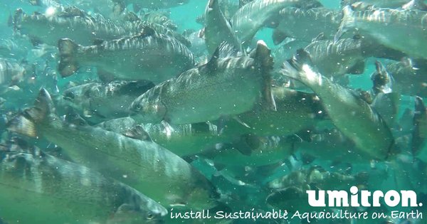 Lake Titicaca, Peru with a stable year round temperature and clean, clear waters has the perfect conditions for sustainably growing rainbow trout and for continued aquaculture industry growth.