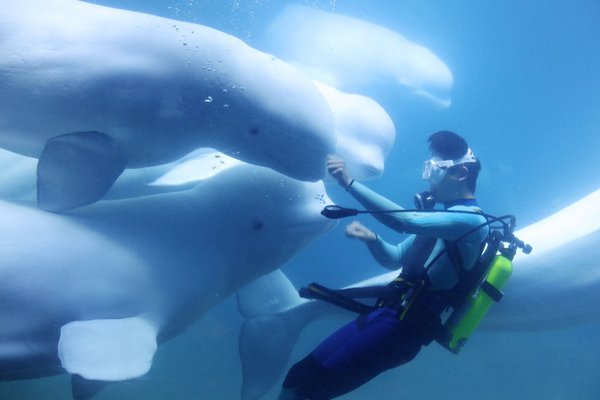 珠海长隆拥有亚洲最大白鲸展示种群