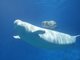 白鲸Sophia12月30日在珠海长隆顺利诞下小公主