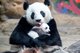 首只华南熊猫“子二代”隆仔将和妈妈共同在广州长隆欢度第一个农历春节。