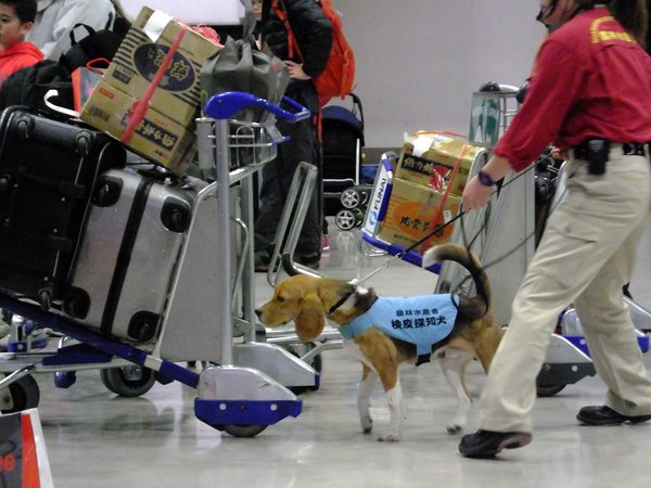 检测旅客随身物品的检疫犬