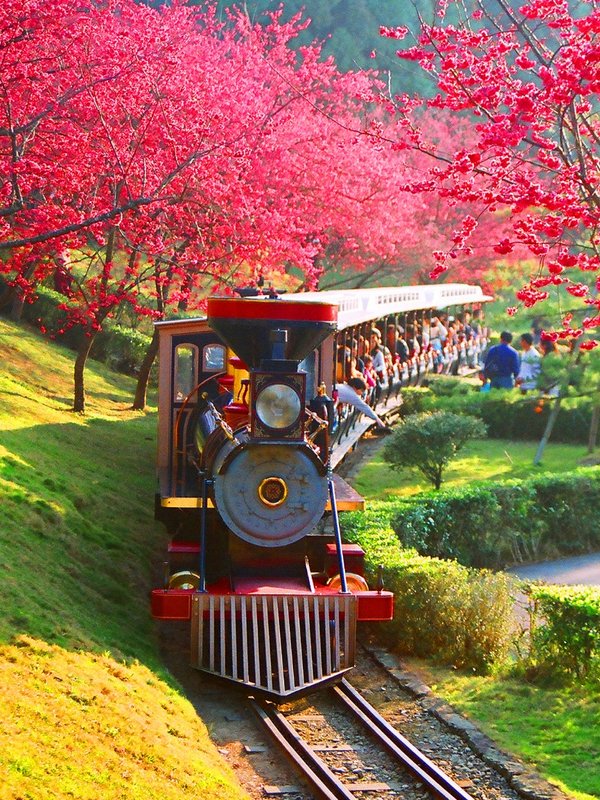 Visitors can travel by trolley to immerse themselves in the pink vibe of Formosan Aboriginal Culture Village