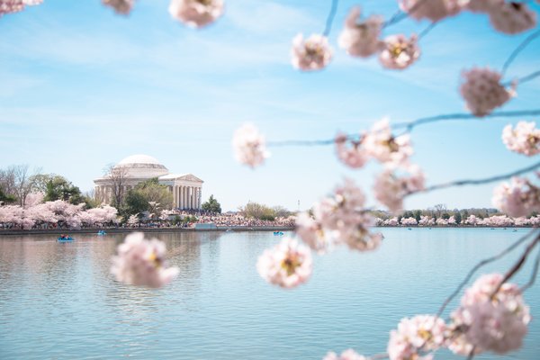 华盛顿特区国家樱花节