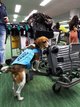 Dogs trained to detect passengers’ hand-luggage