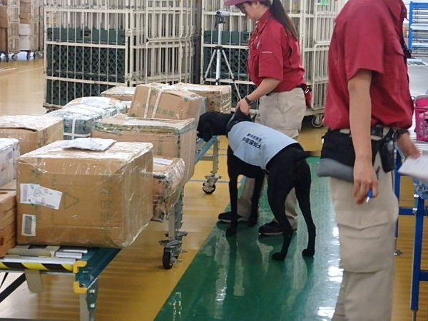 Dog trained to detect international postal deliveries