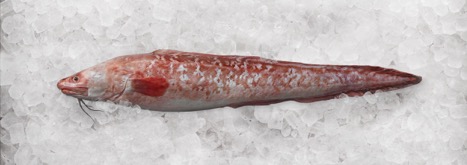 The New Zealand Ling Fish, from which the company’s product dried ling maw is derived. Ling is one of New Zealand’s top ten export earners for seafood and is certified by the Marine Stewardship Council (considered to be the global gold standard for sustainability)